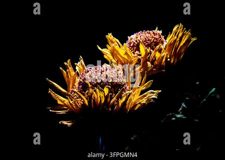 Künstlerische Nahaufnahme-Makroaufnahme von zwei trockenen gelben Wildblumen, die Gänseblümchen ähneln, mit durchscheinenden Blütenblättern und dramatischer Beleuchtung auf dunklem Hintergrund Stockfoto