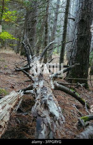 Langer, vor langer Zeit gefallener Baumstamm mit gebrochenen Ästen, der über den mit Nadeln bedeckten Waldboden zwischen hohen Nadelbäumen, Moos und verstreutem Wald liegt Stockfoto