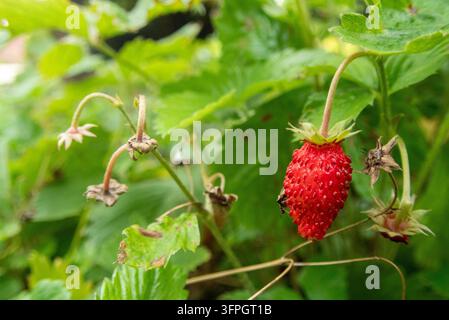 Eine einzelne Wilderdbeere im Garten Stockfoto