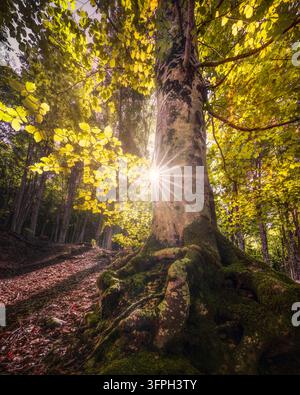 Sonnenlicht erzeugt einen Sonnenstrahl hinter einer großen Buche mit moosbewachsenen Wurzeln im Herbstwald des Monte Amiata, Grosseto, Toskana, Italien. Stockfoto