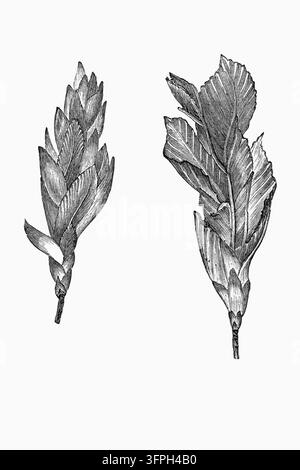 Kieferknospen, zwei detaillierte botanische Studien auf weißem Hintergrund, 19. Jahrhundert-Stich. Stockfoto