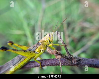 Javanischer Grashüpfer Valanga nigricornis auf einem trockenen Ast, Seitenansicht detaillierte Makro-Naturfotografie von Wildtieren auf einem grünen Feld Stockfoto