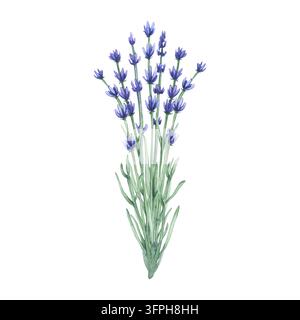 Lavendel. Ein Strauß Lavendelblüten. Aquarellillustration von blühendem Lavendel mit zarten violetten Blüten und grünen Stielen, isoliert auf einem Stockfoto