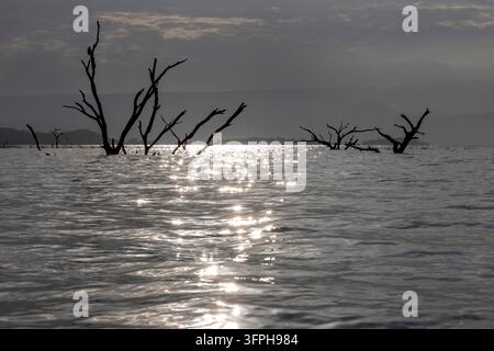 Tote Bäume stehen im Flutwasser des Sees im Gegenlicht mit Sonnenreflexen auf dem Wasser und fernen Hügeln, See Baringo, Kenia Stockfoto