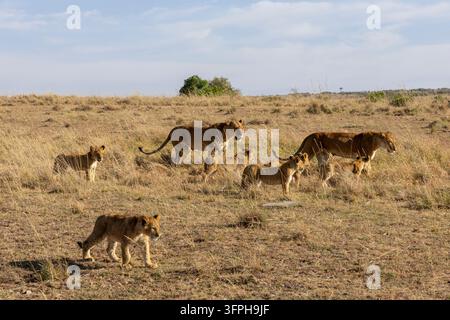 Zwei Löweninnen und mehrere Jungtiere gehen durch trockenes Gras in der Savanne, Narok County, Maasai Mara, Kenia Stockfoto