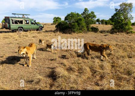 Zwei Löwinnen und zwei Junge wandern in der Savanne in der Nähe eines grünen Safari-Fahrzeugs mit Touristen, Narok County, Maasai Mara, Kenia Stockfoto
