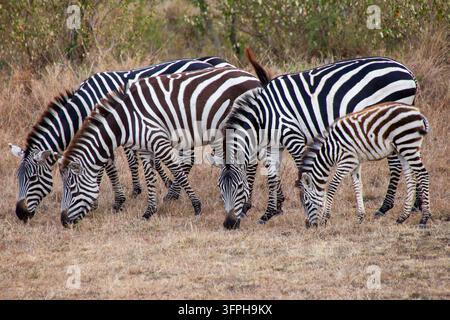 Gruppe von Zebras mit einem Fohlen, die auf trockenem Gras grasen, Narok County, Maasai Mara, Kenia Stockfoto