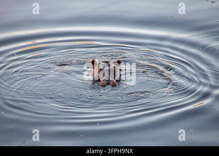 Hippokopffamilie, die aus dem Wasser mit Wellen aufsteigt, Narok County, Maasai Mara, Kenia Stockfoto
