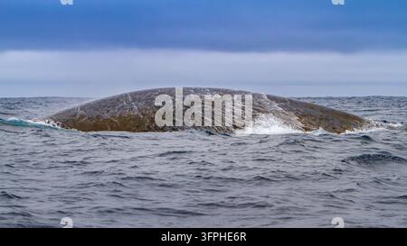 Erwachene Blauwal (Balaenoptera musculus), der sich mit hoher Geschwindigkeit vor den Süd-Orkneyinseln, Antarktis, an die Oberfläche drückt Stockfoto