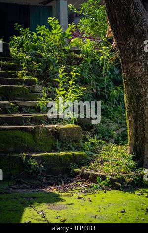 Moosebedeckte Steinstufen, die sich durch üppige grüne Pflanzen neben einem Baumstamm hinaufschlängeln, Cai Chien Island, Quang Ninh, Vietnam Stockfoto