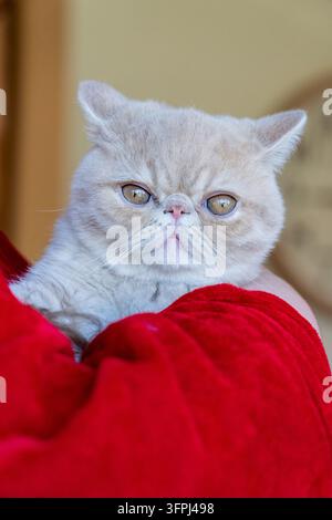 Lynwood, Washington, USA. "Potato", ein vier Monate altes Exotic Shorthair-Kätzchen, das in einem Arm mit rotem Ärmel gehalten wird. (PR) Stockfoto