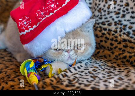 Lynwood, Washington, USA. "Potato", ein vier Monate altes Exotic Shorthair-Kätzchen, das widerwillig einen Weihnachtsmannhut trägt, spielt mit einem Katzenspielzeug. (PR) Stockfoto