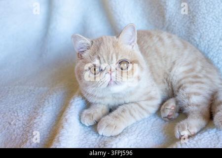 Lynwood, Washington, USA. "Potato", ein vier Monate altes Exotic Shorthair-Kätzchen, das sich ausruht. (PR) Stockfoto