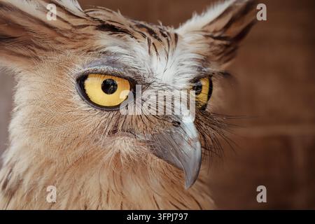 Buffy Fish Owl sitzt auf seinem Nest Stockfoto