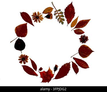 Kreisförmiger Rahmen aus Komposition von trockenen Herbstblättern und Blüten in Terrakottatönen auf weißem, hellgrauem Hintergrund. Natürliche, saisonale Einrichtung mit Stockfoto