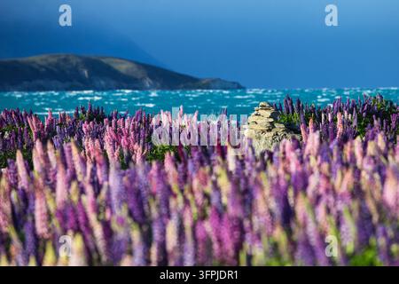 Bunte rosa und lila Lupinen blühen neben dem türkisblauen Wasser des Lake Tekapo im Mackenzie District, Südinsel, Neuseeland, mit Stockfoto