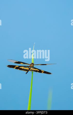 Eine bunte Glitzerschwalbe setzt sich symmetrisch auf ein grünes Grashalm vor einem lebhaften blauen Wasserreflexion entlang des Tin Shui Wai Flusses in Stockfoto