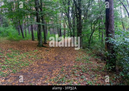 Herbstwald nach dem Regen, grüne Büsche, Pfad übersät mit gelben Blättern Stockfoto