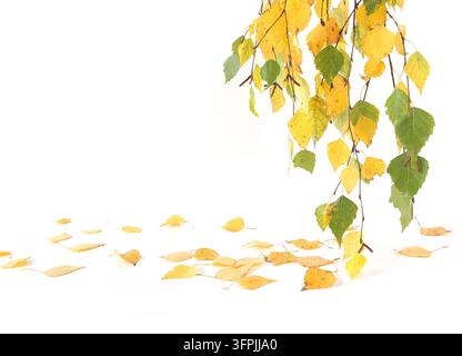 Birkenzweige und Blätter im Herbst isoliert auf weißem Hintergrund. Birkenzweige mit gelben und grünen Blättern. Stockfoto