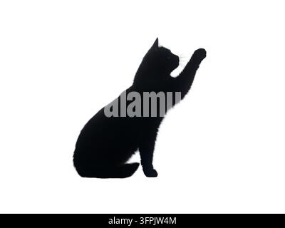schwarze Katze im Gegenlicht isoliert auf weißem Hintergrund Stockfoto