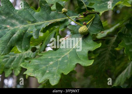 Junge grüne Eicheln, die an einem Eichenast mit gelappten Blättern in einem Wald wachsen. Ein Naturecore- und Dark-Academia-botanisches Makro mit weichem natürlichem Licht. Stockfoto