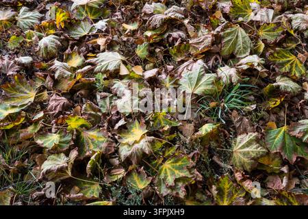 Ein Teppich aus gefallenen Blättern auf dem Boden, hauptsächlich braune Ahornblätter mit einigen Birkenblättern und grün werdenden Ahornblättern, dünnes Gras und Zweige, ein Au Stockfoto