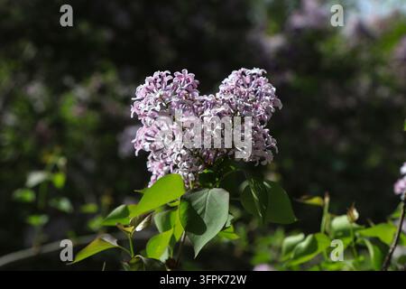 Im Freien im Frühling blühen Büschel helllila Fliederblüten zwischen grünen Blättern im Sonnenlicht. Die kleinen rosa-lila Blüten bilden dichte Rispen Stockfoto