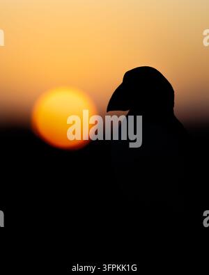 Atlantik-Möwe (Fratercula arctica) im Silhouettenschnitt mit der Sonne – Skomer Island, Pembrokeshire Coast National Park, Wales, UK, Mai Stockfoto