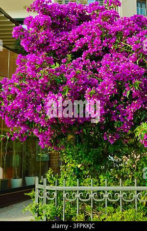 Strauch mit hellen lila Blüten, Montenegro, Ufer Stockfoto