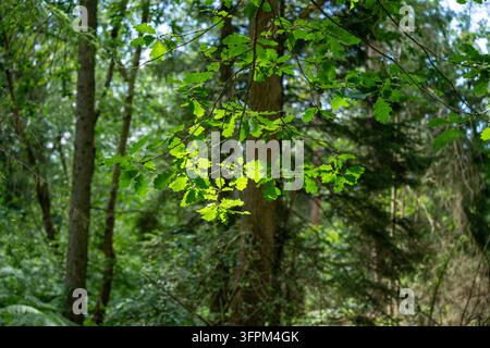 Sonnige grüne Eichenblätter hängen von einem Ast in einem üppigen Wald. Stockfoto