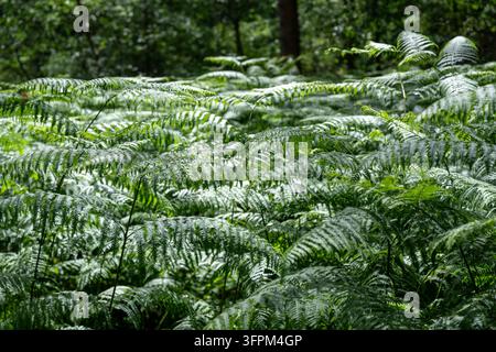 Das Sonnenlicht dringt durch einen üppigen Wald und beleuchtet einen dichten Teppich aus grünen Farnen. Stockfoto