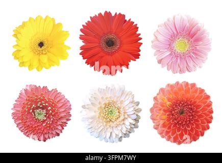 Herbstblumen, drei Gerbera und drei Astern in verschiedenen Farben, isoliert Stockfoto
