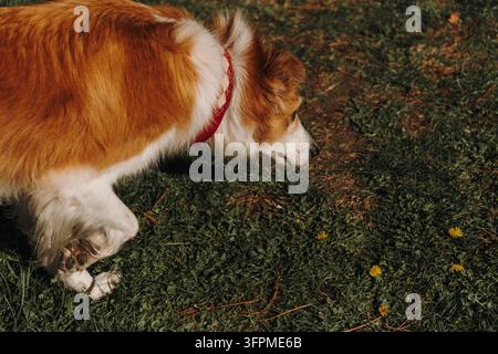 Ein roter und weißer Hund senkt seine Nase in Richtung Gras und gelbe Blüten und hebt eine Vorderpfote. Neugierige Erkundung veranschaulicht sensorische Bereicherung und Stockfoto