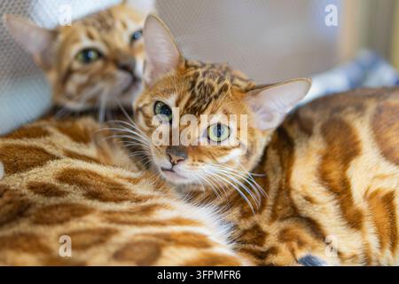 Zwei Bengalkatzen mit grünen Augen, Nahaufnahme-Porträt, eine Katze im Fokus, weich strukturierte Oberfläche, warme Erdtöne, gemütliche Heimatsatmosphäre Stockfoto
