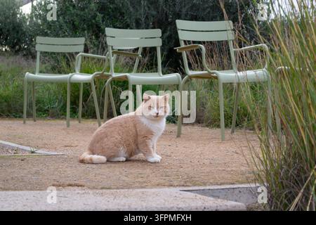 Ingwer- und weißer Kater sitzt vor grünen Gartenstühlen Stockfoto