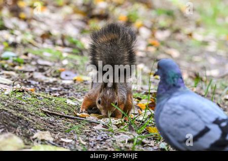 Rotwiesel frisst Samen auf dem Boden mit einer Taube in der Nähe im Herbstpark Stockfoto