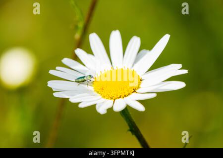 Juwelkäfer auf der Blüte des Ochsenauge-Täubchens. Grüner Käfer in der Natur. Buprestidae. Stockfoto