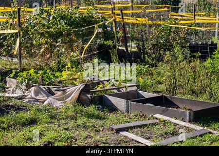 Erhöhte Holzgartenerde und überwucherte Gemüsebeete in einem städtischen Gemeinschaftsgarten im Herbst Stockfoto