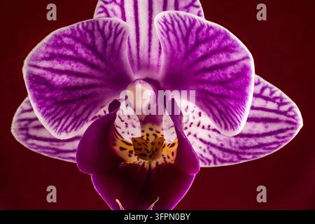 Makrofoto einer leuchtend violetten Orchideenblüte vor einem üppigen grünen Blattwerk-Hintergrund. Stockfoto