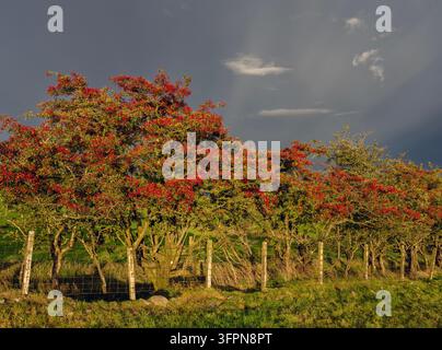Eine lange Ebereschen-Hecke, schwer beladen mit roten Beeren, säumt einen ländlichen Zaun, beleuchtet von warmem Licht am späten Nachmittag vor einem dramatischen stürmischen Himmel, der die Jahreszeit vermittelt Stockfoto