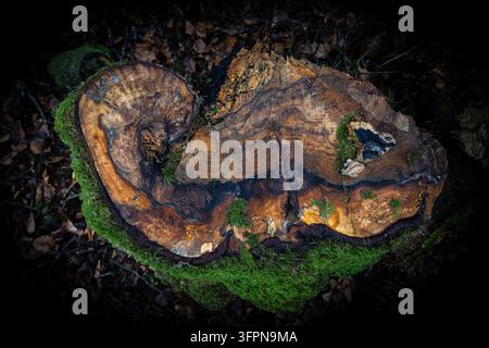 Eine Nahaufnahme eines gescheckten Buchenstumpfes, der reiche Holzmaserung, Zersetzungsmuster und lebendiges grünes Moos auf dem Waldboden zeigt, was Natur, Textur hervorruft Stockfoto