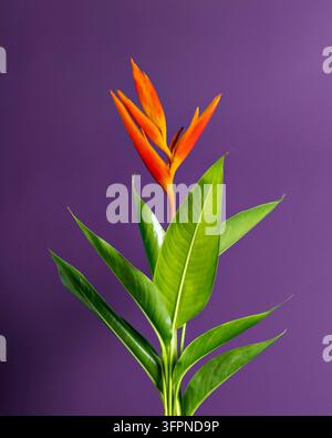 Eine orangefarbene Paradiesvogelblüte mit langen grünen Blättern auf einem lila Wandhintergrund, die eine exotische Atmosphäre mit Kopierraum schafft Stockfoto