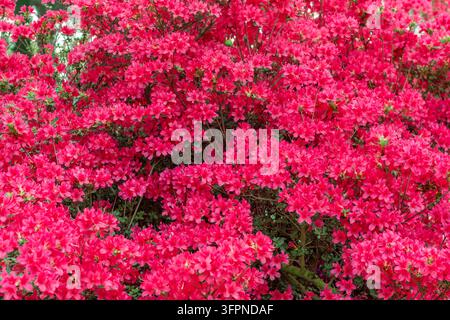 Ein Strauch mit lebendigen rosa Azaleen mit üppigen Blüten und frischem Laub Stockfoto