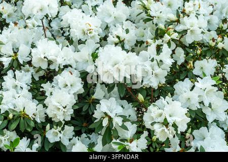 Ein Strauch weißer Azaleen mit üppigen Blüten und grünem Laub Stockfoto