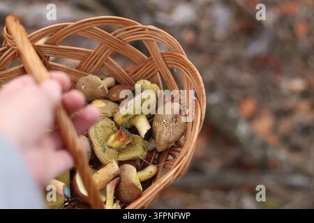 Korb mit Wildpilzen in der Hand eines Pilzsammlers im Nahaufnahme. Ein Mann hält einen Weidenkorb gefüllt mit frisch gepflückten Röhrenpilzen Stockfoto