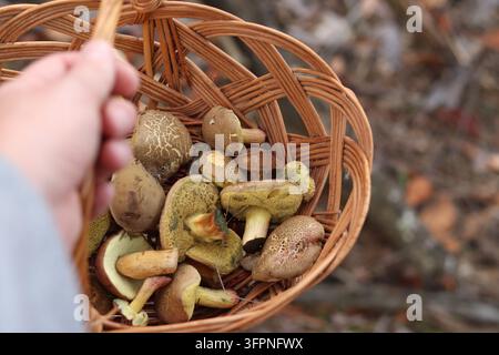 Korb mit Wildpilzen in der Hand eines Pilzsammlers im Nahaufnahme. Ein Mann hält einen Weidenkorb gefüllt mit frisch gepflückten Röhrenpilzen Stockfoto