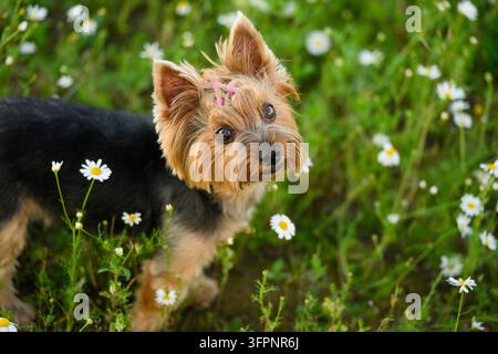 Nahaufnahme eines niedlichen Yorkshire-Terrier-Hundes, der in einer blühenden Gänseblumenwiese steht, repräsentierend friedliche Natur, süßes Haustierporträt und Sommerkonzepte im Freien Stockfoto