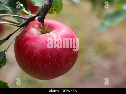 Frischer roter Bio-Äpfel, der an einem Ast hängt Stockfoto