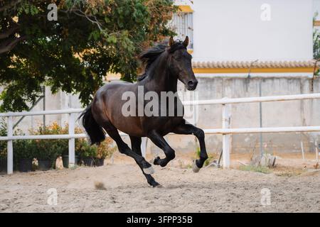 Porträt eines schönen, frei laufenden reinen spanischen Brauner Pferdes. Stockfoto