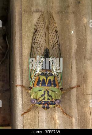 Resh Cicada ruht auf einem Stück Holz. Stockfoto